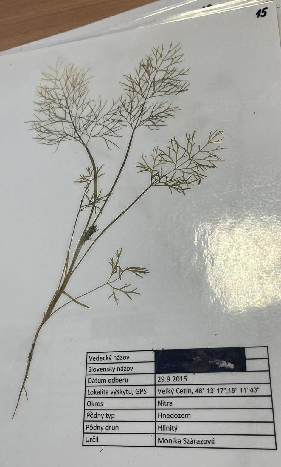 Rastlina Anethum graveolens